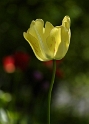 69 Blume_DDB8142 Kopie